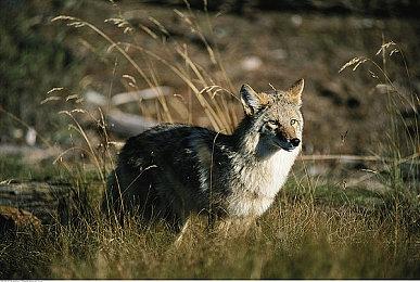 ARPG《雷纳提斯》发布Day1更新 9月将登陆Steam