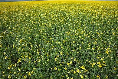 《天国：拯救2》解释为何放弃儿童角色 慎重考虑